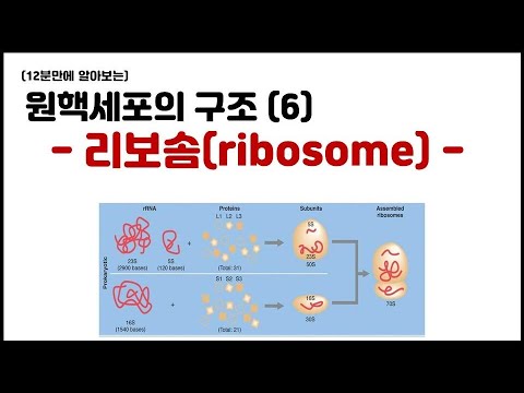 [세포] 4.9 원핵세포의 구조 - (6) 리보솜 (ribosome)
