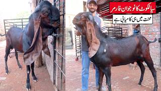 Beetal Goats Of Young Goat Farmer From Sialkot 2026