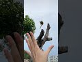 A flying squirrel flies up and lands on your hand.sugar glider.#shorts