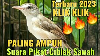 LANGSUNG NYAMBER 🔥SUARA PIKAT BURUNG CIBLEK SAWAH - KLIK KLIK