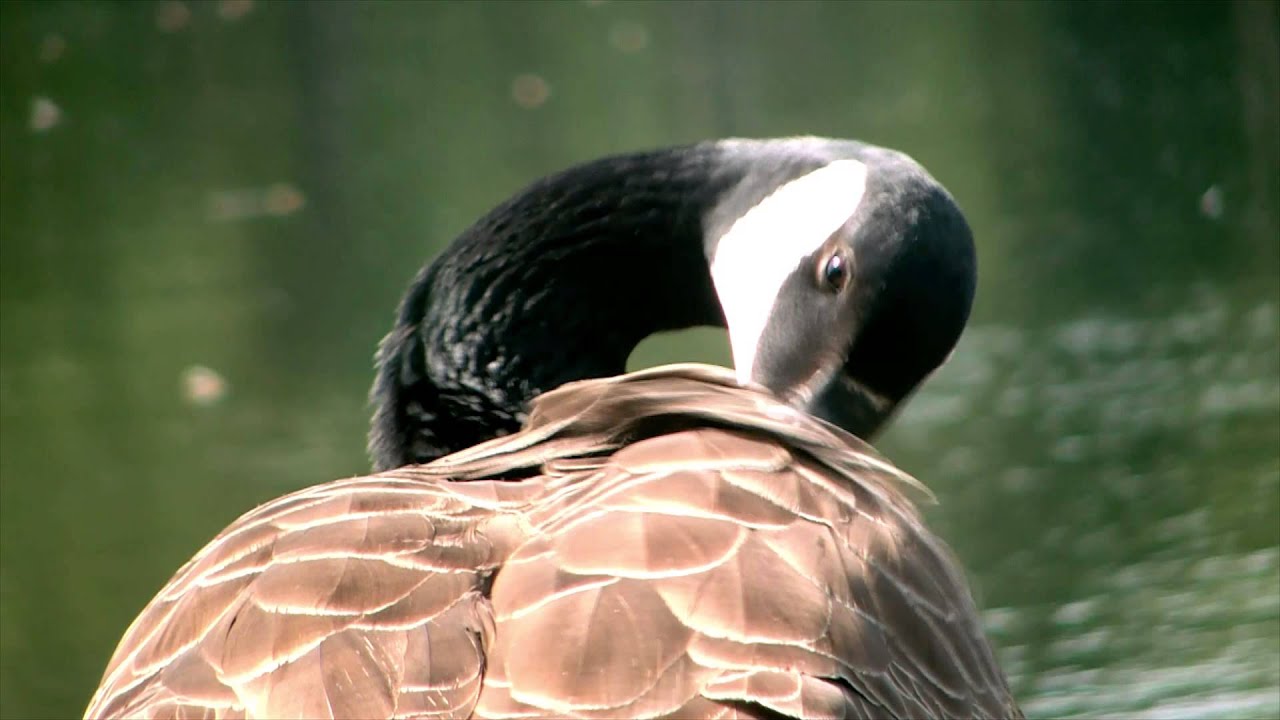 Goose Preening
