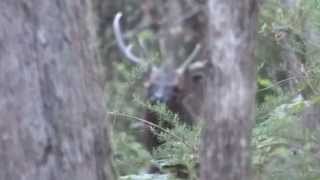 sambar stag honking