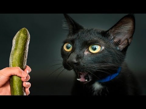 Cats scared of Cucumbers Compilation - Part 3 - Cats Vs Cucumbers - Funny Cats 2016