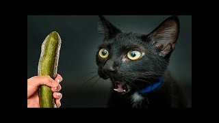 Cats scared of Cucumbers Compilation - Part 3 - Cats Vs Cucumbers - Funny Cats 2016