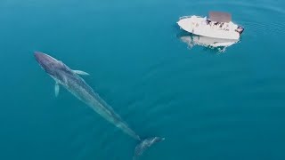 Giant Whale Near Croatia In Adriatic Sea Whale 15 Meters Large Near The Island Of Krk Veliki Kit