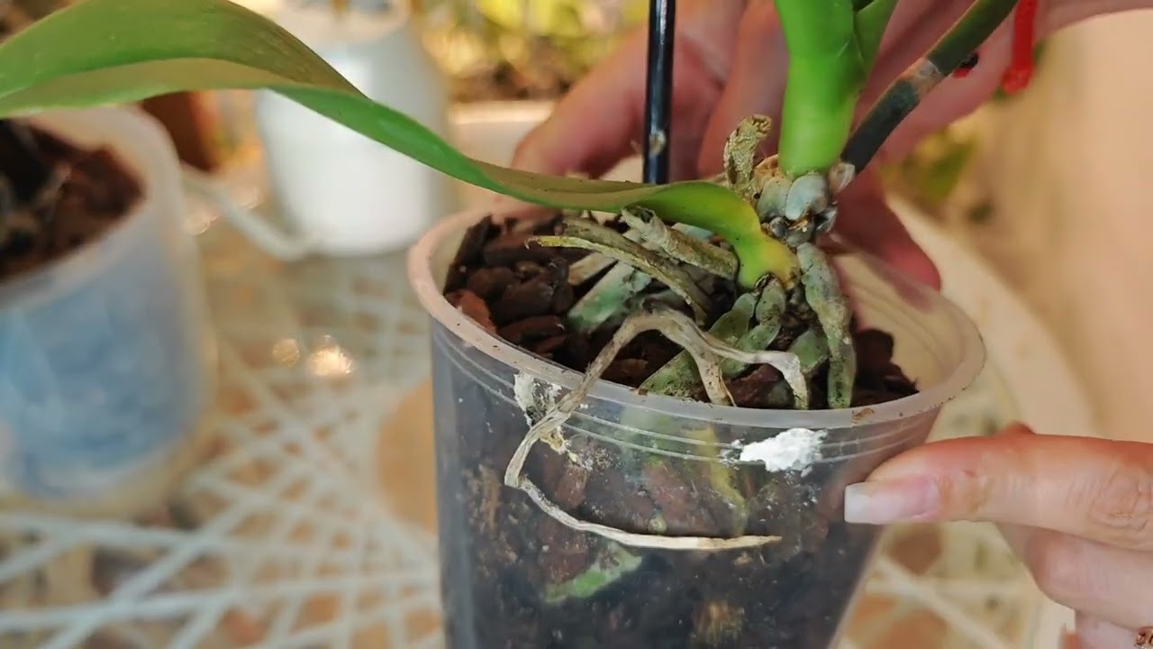 Красивая орхидея или скрытый кошмар? Узнайте правду!