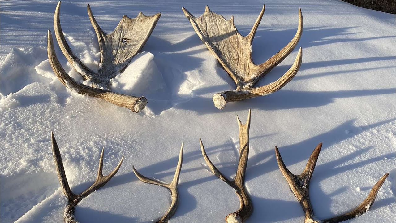 Montana Brown Moose Paddles 2023 - YouTube