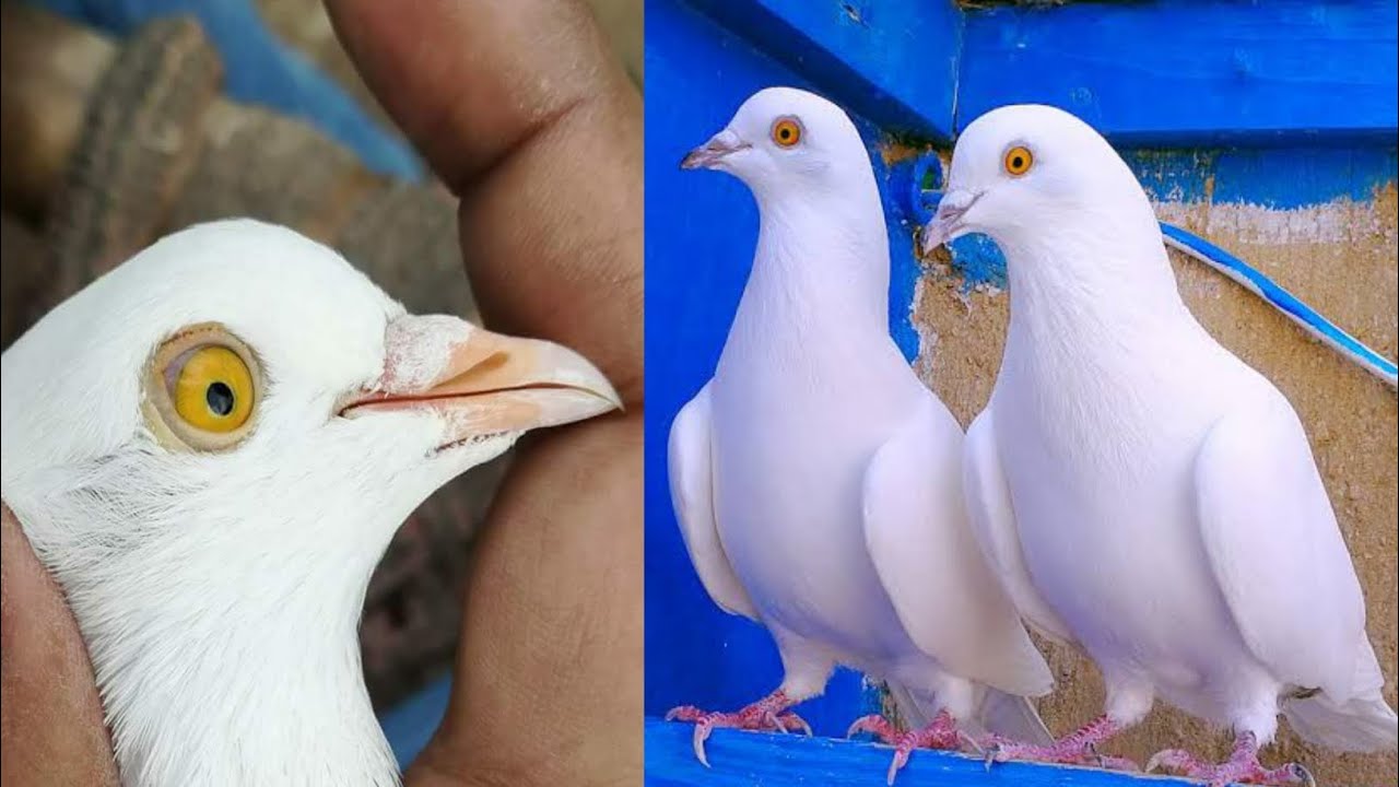 Patti wale kabootar || chatri wale kabootar || low flyer pigeon || indian kabutar || Kabootar 2026