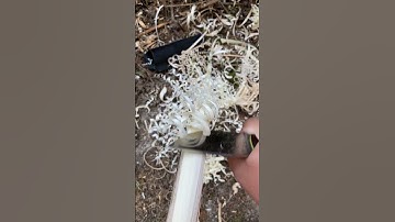 S#0121 ⚡ Skookum Convex by Vilém "Lama" Pokluda Feather Stick Making Fuzz Stick Featherstick Curles