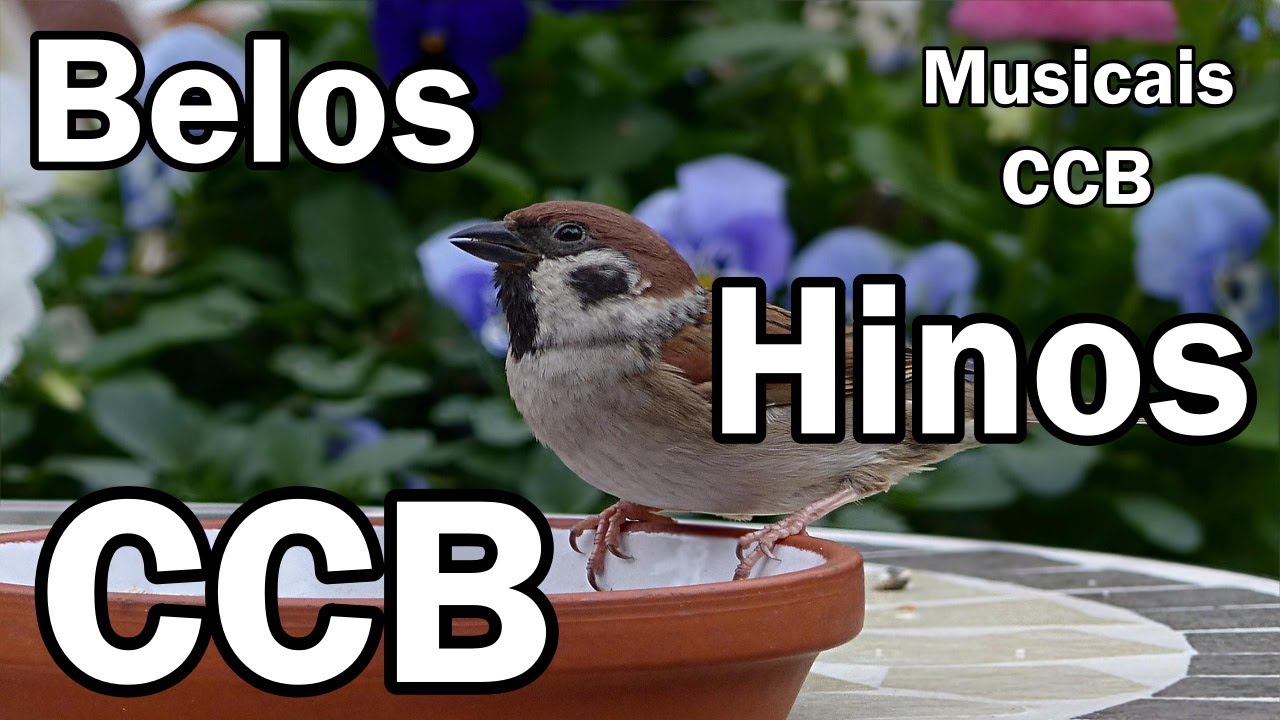 BELOS HINOS CCB CANTADOS -  Musicais CCB -  25/01/2026 - 110,120,150,155,165,175.....