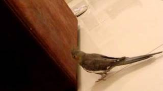 Dorothea A Calopsita Escalando Sofá...