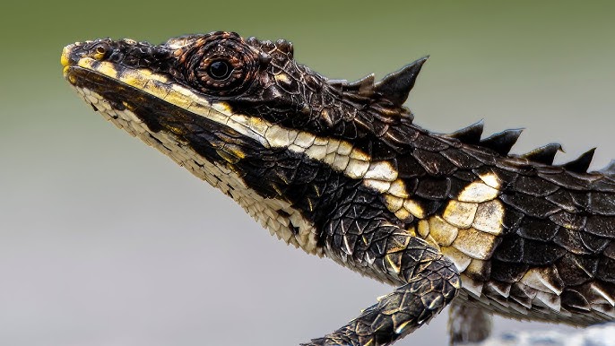 How I Photographed Pigmy Lizard endemic to Sri Lanka. ලංකා කඳුකර කුරු කටුස්සා ඡායාරූප ගත කළ හැටි - YouTube