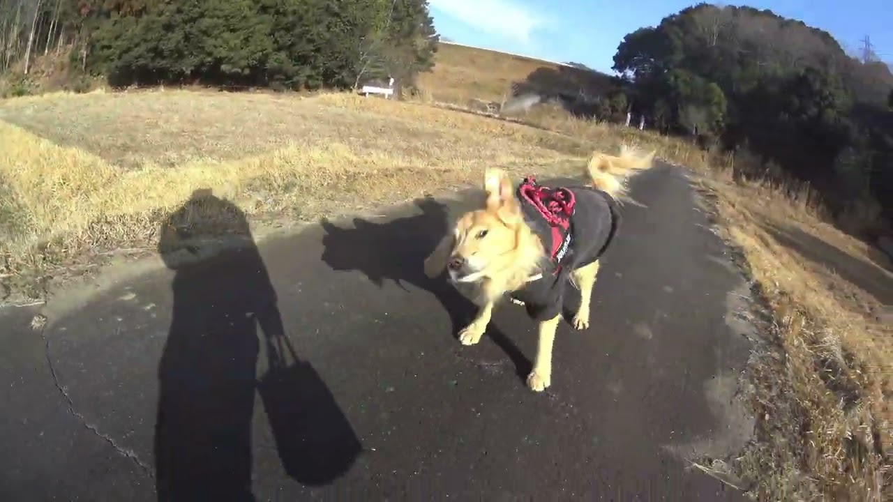 【新】　白柴犬、ゴールデンリトリバーお散歩動画