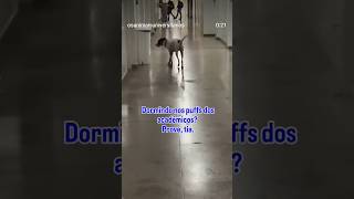 As aventuras de Flocão, o cão furacão! #pets #cachorro #caocomunitario #universidadepublica #dog