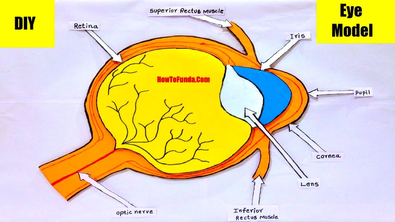 How To Make Human Eye Model For School Project School Walls