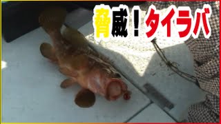 脅威！タイラバで釣りスギー(27話目)