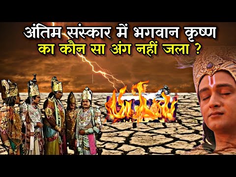 वीडियो: डॉल्फिन के हॉट पीछा में कयाक से डांटलेस डचशुंड लीप्स