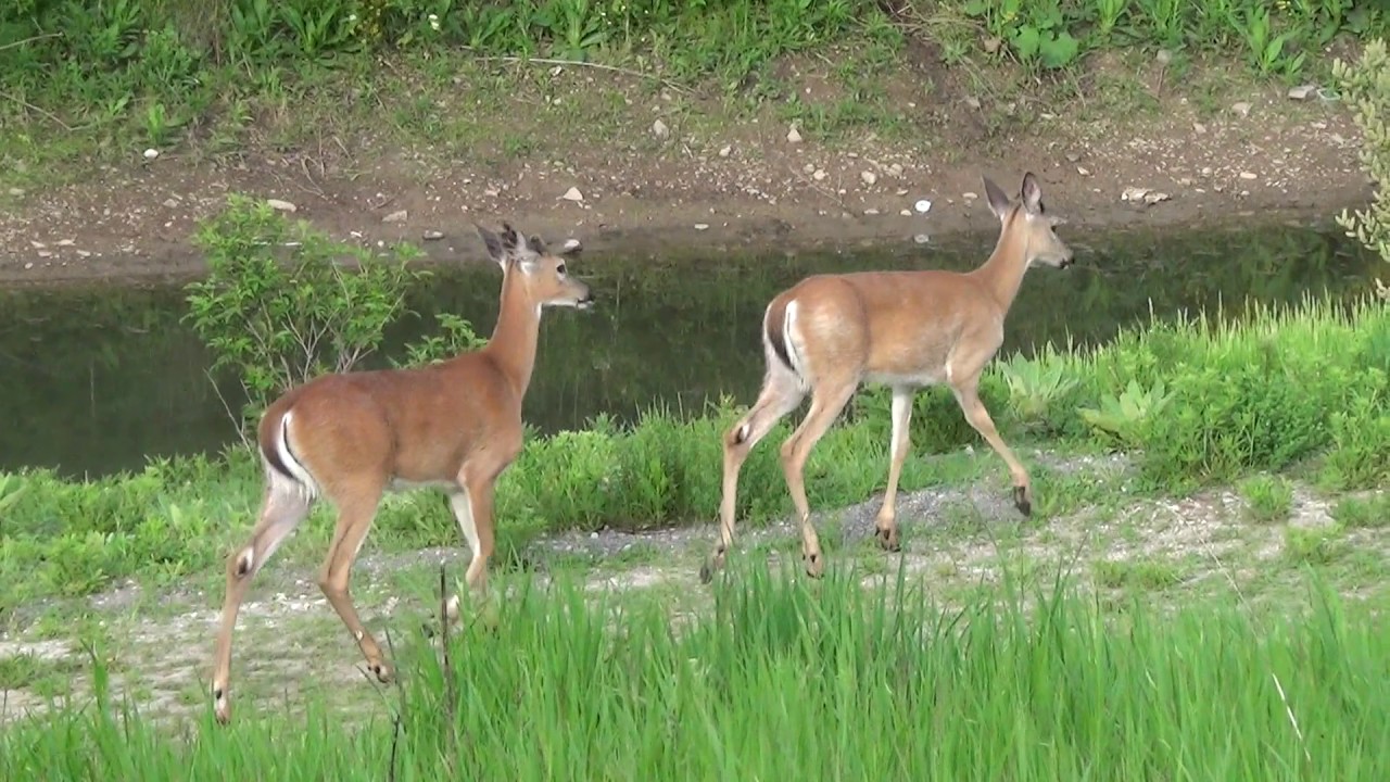 Deer And Swans Near Postmaster Drive Oakville On May 24 2017 YouTube deer-and-swans-near-postmaster-drive-oakville-on-may-24-2017-youtube