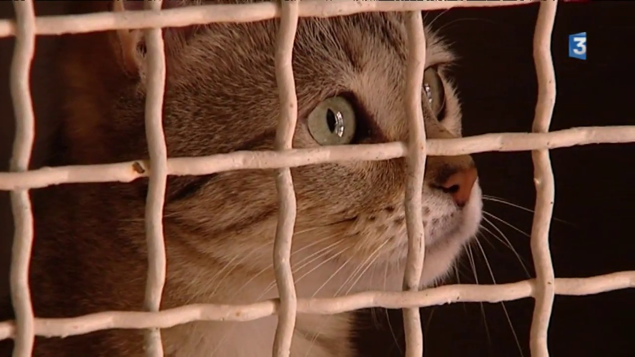 Le Chat Libre Dijonnais Association Defense Animale