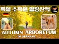 Autumn walk through an arboretum in germanywith a jindo chinguthejindo jindodog koreanjindo