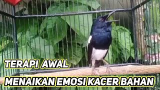 Terapi Awal Menaikan Emosi Dan Birahi Kacer Trotolan Agar Cepat Gacor Dan Fighter