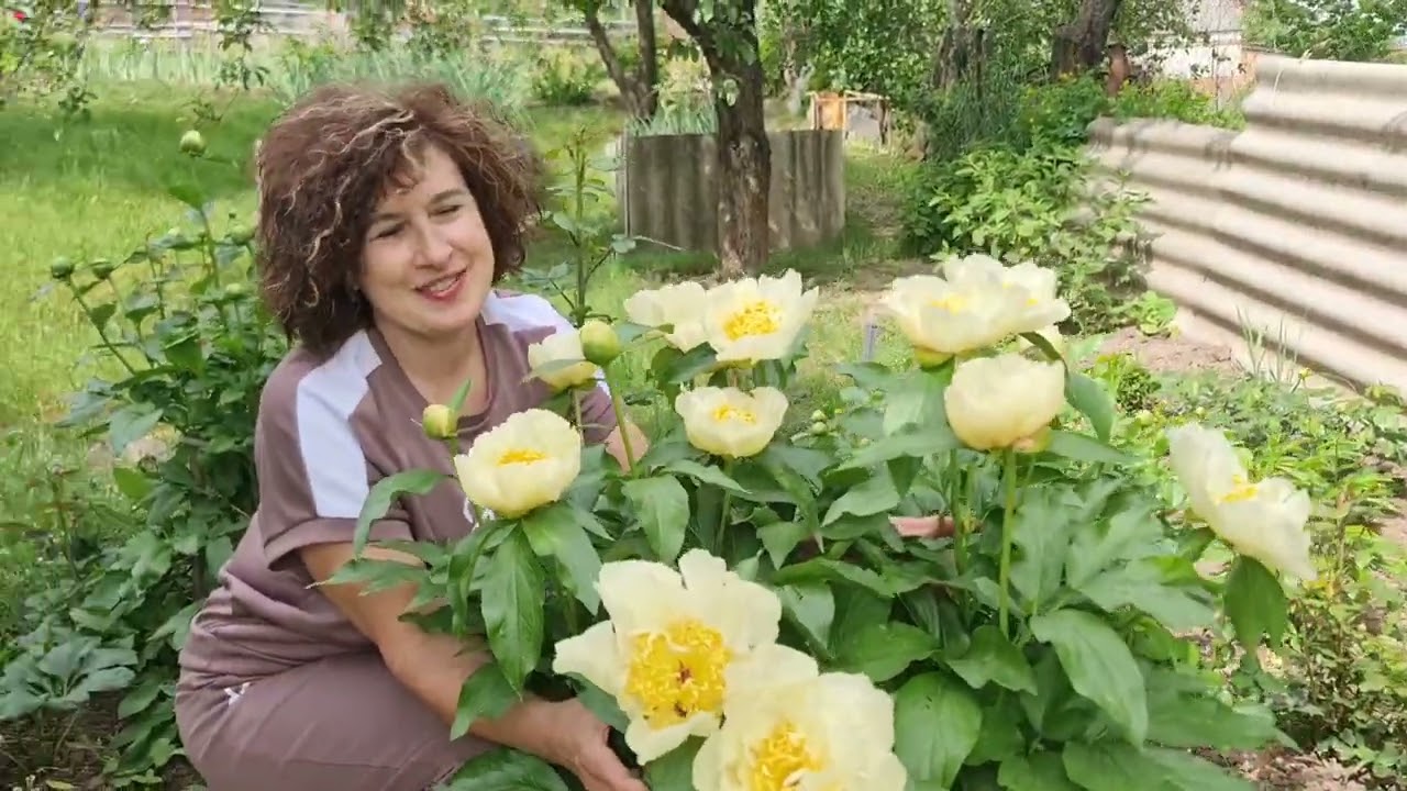 Квітнуть Неперевершені  Півонії:Sunny Girl (Сані Гел), Lois Choice(Лойс Чойс), Ваніла Шнапс та ін