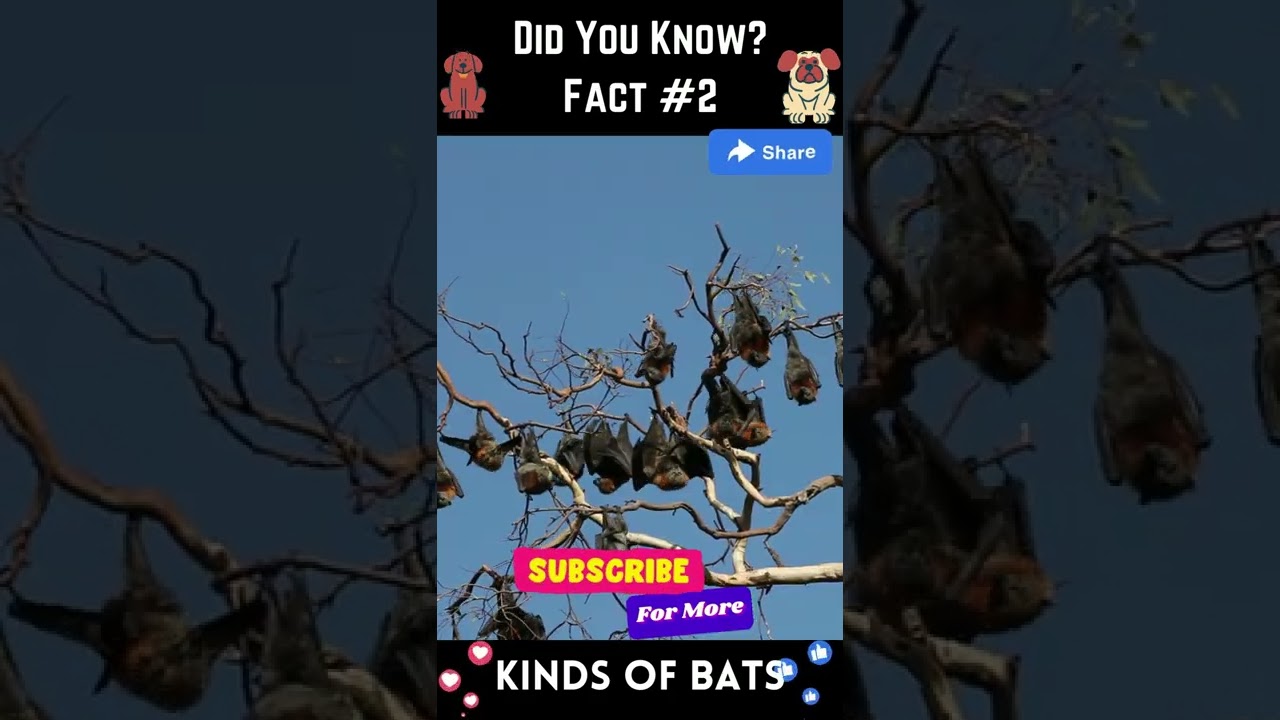 Boat Load Of Bats 🤯 | Interesting Facts | Did You Know Fun Fact 