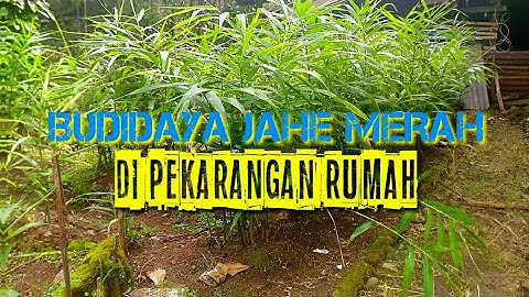 Budidaya Jahe Merah Di Pekarangan Rumah