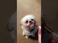 Paw-dicure in progress… 🐶🐾