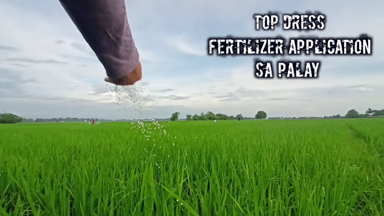 RICE TOP DRESSING FERTILIZER APPLICATION PROBINCHANO YouTube RICE TOP DRESSING FERTILIZER APPLICATION PROBINCHANO YouTube