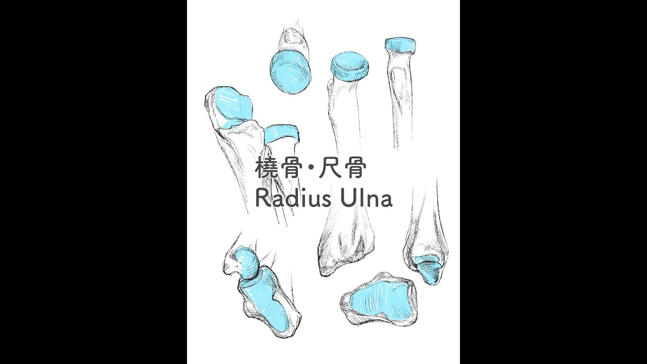 橈骨・尺骨スケッチ Radius Ulna - YouTube