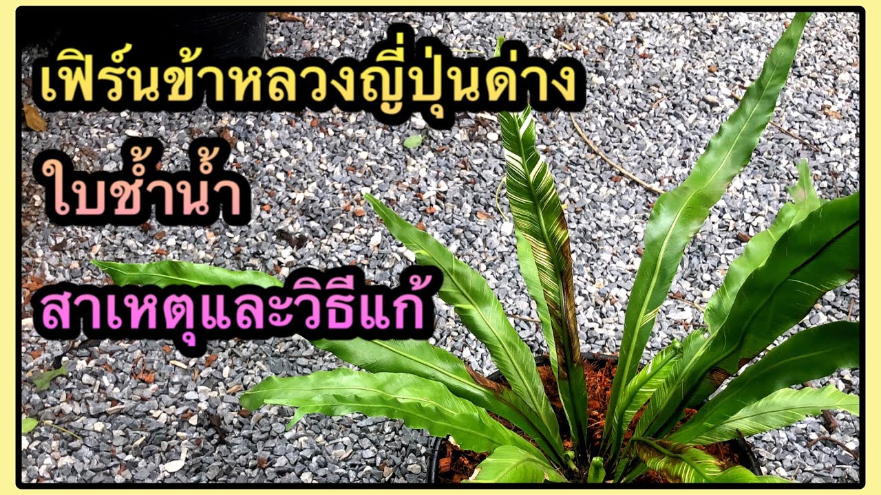 เฟิร์นข้าหลวงญี่ปุ่นด่าง ใบช้ำน้ำ สาเหตุและวิธีแก้ | สวนอุ่นดิน