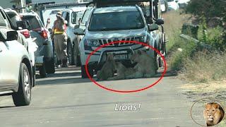 Chaos At Lion Sighting On N'wanetsi River Bridge | Kruger National Park