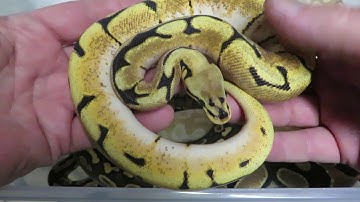 Brian Gundy Shares Favorite Baby Ball Pythons