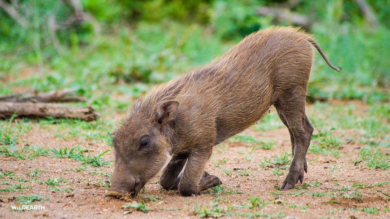 LIVE at the waterhole - 10 February 2026