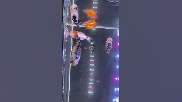 Hồ cá vàng lọc tràn dưới