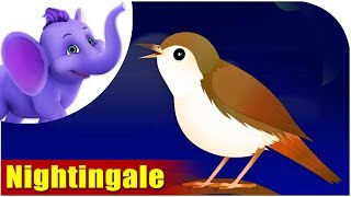 Nightingale | Song on birds | 4K | Appu Series
