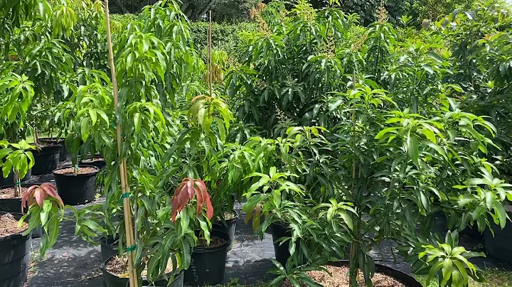 Potted Mango trees