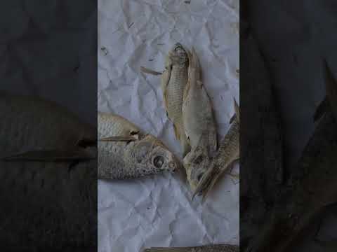 как солить и