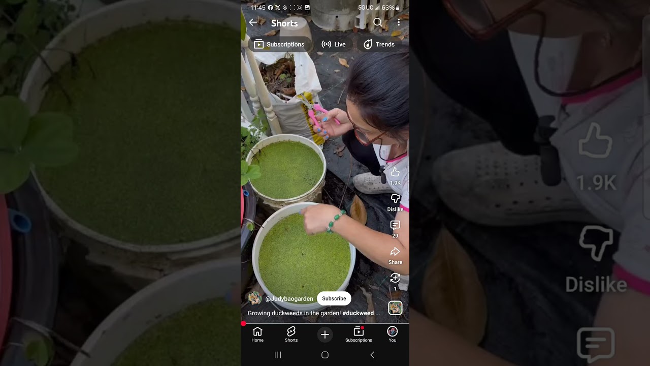 put duckweeds in ur white buckets, 40 in the backyards = survival food rich in protein