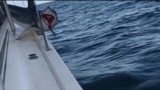 Huge Shark Jumps On Fishing Boat And Gets Stuck
