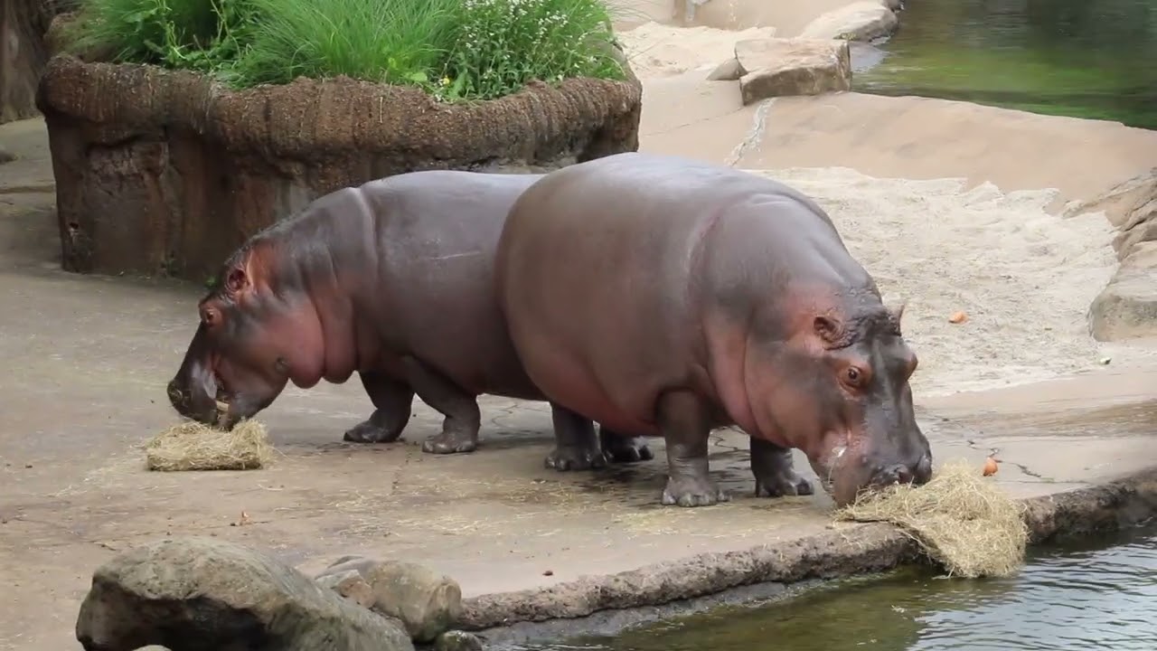 Memphiz Zoo: Zambezi River Hippo Camp (World Hippo Day 2026)