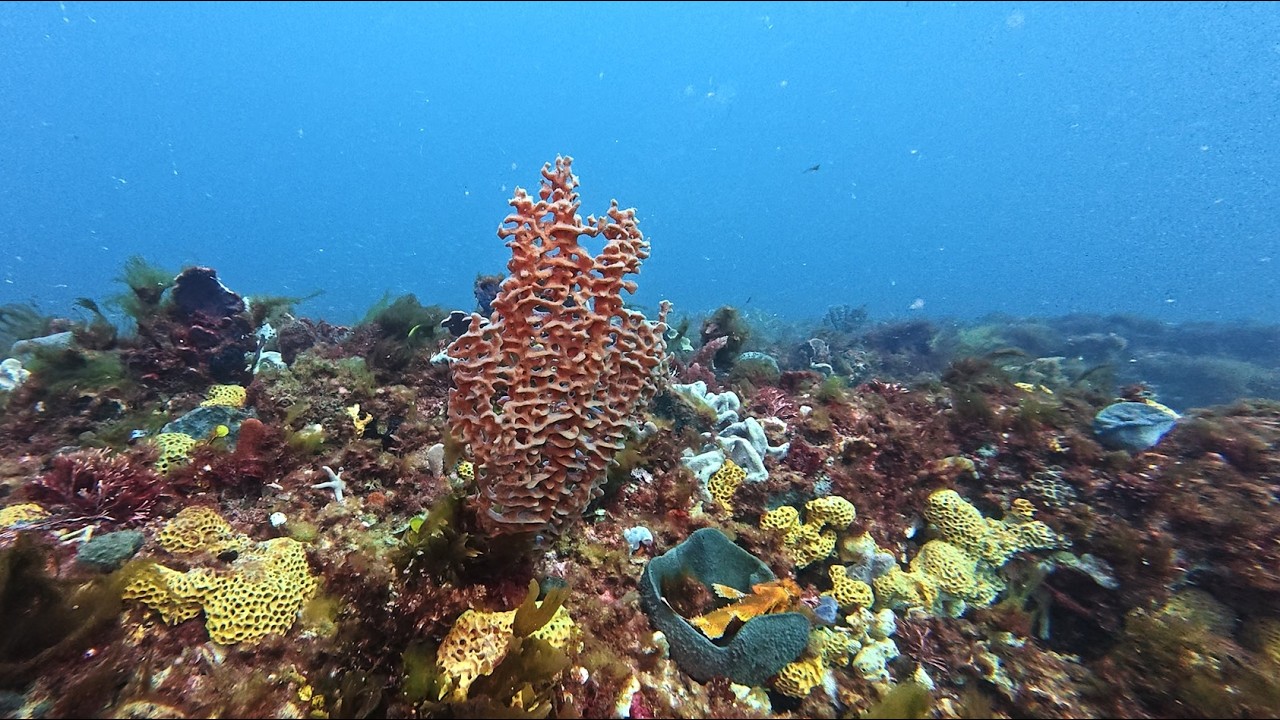 Baby Blades Dive - Bunbury