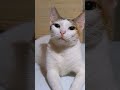Wholesome pet moments you need to see! 💕 #shorts