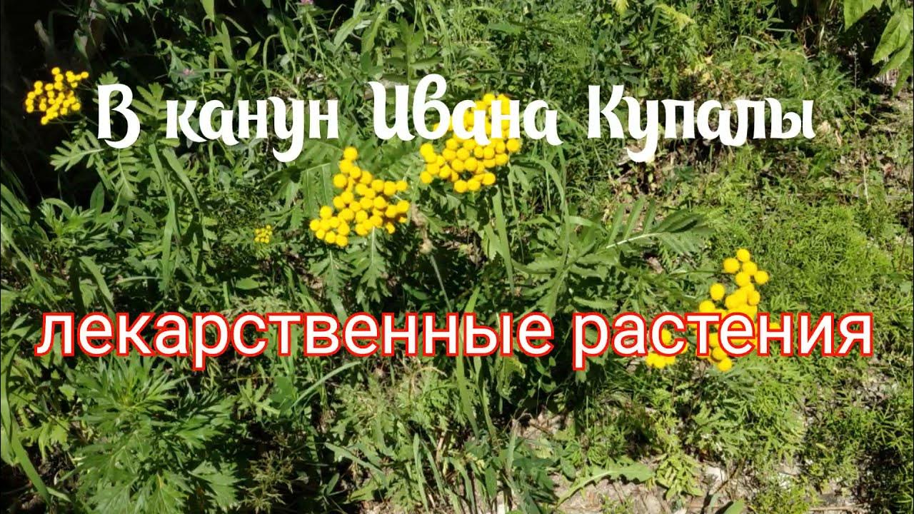 Зверобой валериана. Сидераты на грядке. Плодородие. Полезные травы для травниц. Биогумус плодородие.