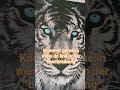schaut euch das an #viral #Tiger #dc #abos