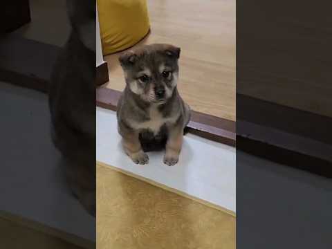 귀요미가 대형견이 되는시간 3개월  It takes 3 months <strong>for</strong> a cutie to turn into a <strong>monster</strong>