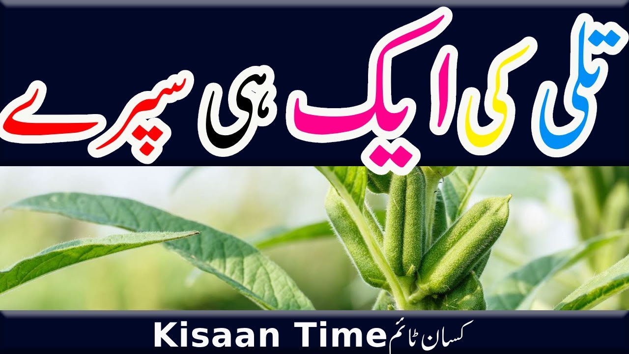 تلی کی فصل کی جڑی بوٹیوں کے لیے ایک ہی سپرےKisan Time کسان ٹائم