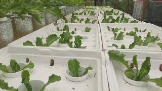 Iceberg Lettuce Planting In Styrobox