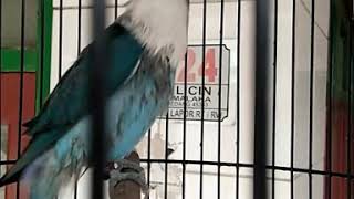 Download Lagu Lovebird Balibu mangap - Berlin sumedang MP3